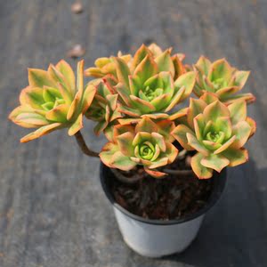 星爆老桩多肉植物高端绿植办公室防辐射盆栽精品组合花卉稀有品种