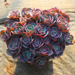 高级精品超大红粉台阁老桩多肉植物庭院窗台美观盆栽防辐射绿植花