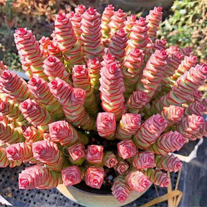 钱串多头老庄多肉植物组合盆栽带盆土栽好花卉办公室绿植论斤卖