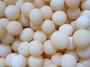 2021年新鲜可食用甲鱼蛋 鳖蛋王八蛋 无添加绿色中华土鳖水鱼蛋