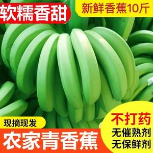 云南香蕉高山大香蕉现摘10斤新鲜水果生青香蕉banana绿皮5