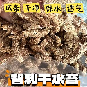 蝴蝶兰食虫草专用智利原装进口毛毛虫干草水苔