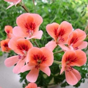 天使之眼天竺葵天使之眼橙子angeleyes orange橙天使