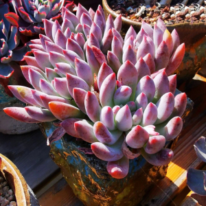 红蜻蜓多肉植物粉色群生萌系肉肉组合贵货稀有可爱盆栽办公桌阳台