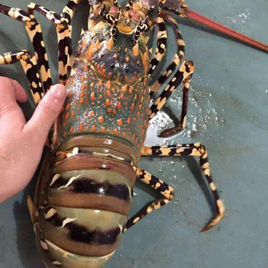 001人付款淘宝东山岛海鲜大花龙虾鲜活 野生青龙虾活