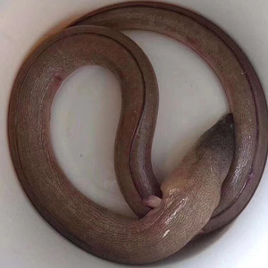 海鳗龙的食物图片
