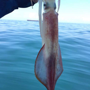 东山岛海鲜鲜活