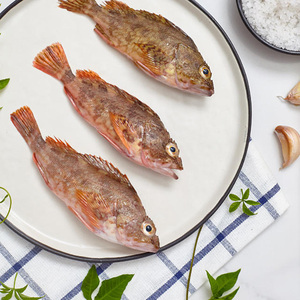 东山岛海鲜石翁鱼野生海钓石头鱼新鲜虎头鱼新鲜石公格海鱼250g装