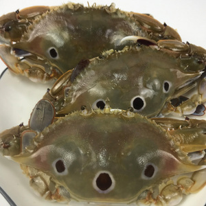 东山岛海鲜三点蟹鲜活母螃蟹活冷冻野生梭子蟹膏蟹三眼蟹3-4只/斤