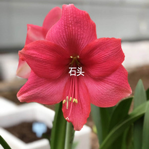 【现货】荷兰进口 朱顶红 粉色惊奇 pink surprise