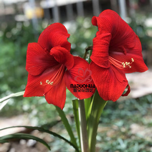 【现货】南非进口洋朱顶红种球 圣诞快乐 merry christmans