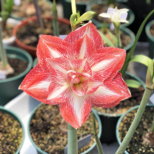 【现货】朱顶红 承诺 荷兰 绝版再现园艺品种