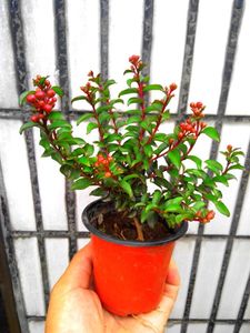 日本姬紫薇 姬百日红 姬香丁木 长寿梅 缩缅葛 睡莲木 各种栀子