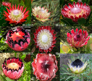 进口种子 南非国花 山龙眼科 海神花种子 帝王花种子 protea种子