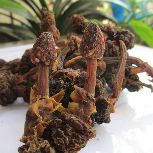 新品野生小号深山不出头500g优质葛菌丛蓉地重楼独脚莲中草药