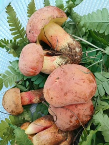 2022新鲜红葱牛肝菌 见手青 野生特产红葱白葱牛杆菌蘑菇现发500g