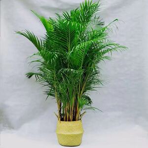 散尾葵大型室内盆栽绿植凤尾竹植物办公室客厅净化空气吸甲醛