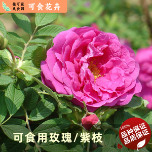 山东平阴紫枝玫瑰老品种茶用食用重瓣月季花粉红色盆栽地栽花苗