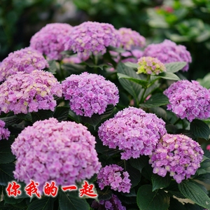 绣球你我的一起