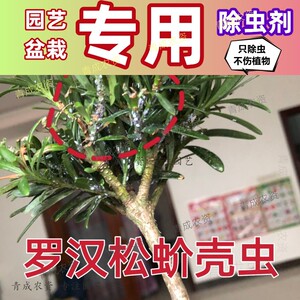 tb6848966438淘宝罗汉松杀虫药杀虫剂白色虫子打虫药茶花黄杨盆景蚧