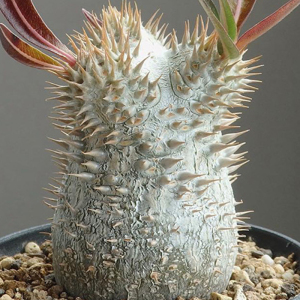 仙肉珍品园 稀有块根 多肉植物 夹竹桃科 实生惠比大黑 一物一拍