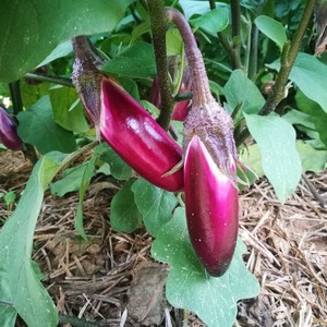 香春芽新鲜野生