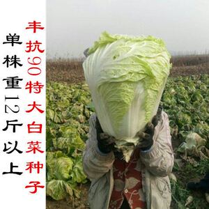 山东丰抗90特大白菜种子高产抗病春秋冬四季易种大田基地蔬菜种籽