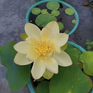 荷花江南春碗莲种藕盆栽庭院鱼池阳台荷花开花美丽