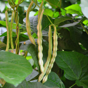 寿禾园艺旗舰店天猫摘不败白不老九粒白芸豆种子苗四季豆种籽豆角