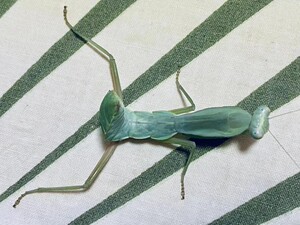 张氏斧螳  5龄买3送1现货促销 张氏螳螂 大型 摄影另类宠物展览