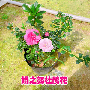 日本原生大型嫁接皋月杜鹃花盆栽鹃之舞沙浪庭院冬季阳台带花苞