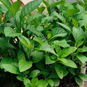 南非叶树苗正宗树苗粗壮将军叶苦叶茶四季绿植扁桃斑鸠菊鲜叶包邮