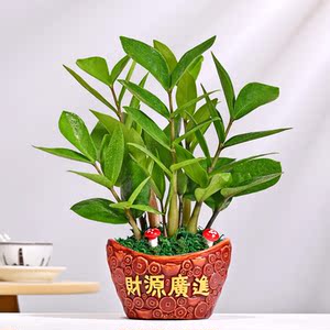 招财进宝财源进宝陶瓷花盆元宝造型绿植盆栽发财树金钱树虎皮兰