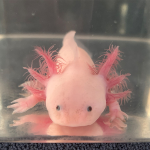 鱼缸六角恐龙鱼淡水鱼冷水鱼观赏鱼宠物小金鱼苗锦鲤鱼水族淡水鱼