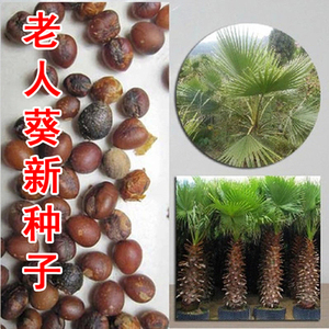 绿大地造假分析_绿大地会计造假_新大地造假分析