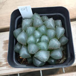 糯米糯玉露特大蓝镜多肉12卷趣味美观阳台包邮一物一拍庐州园艺