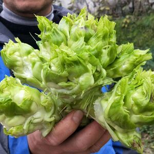 贵州儿菜5斤时令嫩儿仔新鲜绿色蔬菜农家自种娃娃菜母子泡菜原料