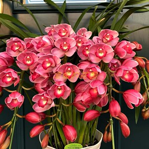 福星 大花蕙兰惠兰花苗冬季年宵花卉客厅阳台室内吸甲醛清香绿植