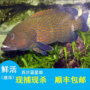 海南西沙蓝星斑鲜活冷冻水产新冰海鲜老虎珍珠龙胆燕尾青斑杉石斑