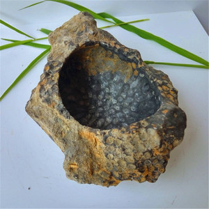 珍品原矿黑珊瑚化石烟灰缸摆件健康家居送礼仙人鞋玉石烟缸15cm