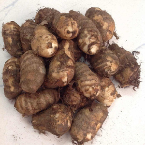 毛芋头新鲜5斤包邮农家自种香芋仔时令蔬菜小芋头现挖湖北糯芋艿