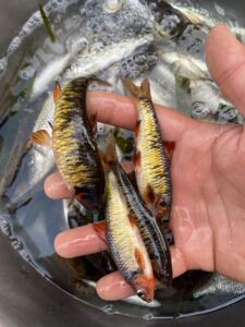 原生鱼川西鳈四川黑鳍鳈 原生鱼 冷水鱼 不加温 底沉鱼 温顺 清缸