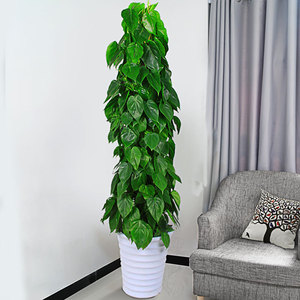 大型绿萝青苹果盆栽心叶腾室内净化空气吸甲醛植物开业乔迁绿植