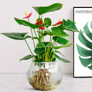 水培红掌 火鹤花 办公室客厅阳台桌面绿植小盆盆栽鸿运当头 好运