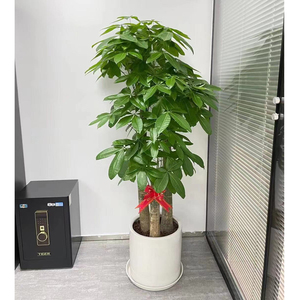 发财树盆栽 室内植物 客厅办公室大型绿植 开业乔迁送礼 步步高升