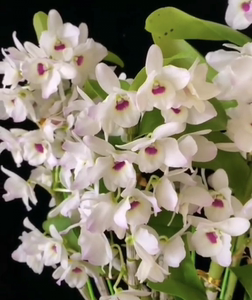 莎诺公主 姬樱 日本春石斛 den. himezakura sanokku