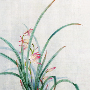 工笔画白描底稿兰花 国画白描技法教程书初学者 工笔入门技法书籍