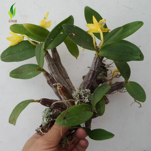 寄生翅梗石斛苗窗阳台室内外办公桌绿植物盆栽观赏吊兰卉浓香花卉