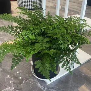 吉姆蕨宝石蕨多年生花卉四季常绿植客厅办公室桌面小盆栽净化空气