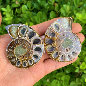 晨曦马达加斯加菊石化石玉化螺摆件切片螺化石开片古生物把玩标本